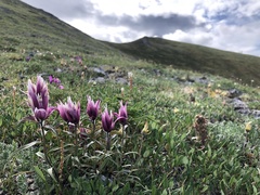 Castilleja hyperborea