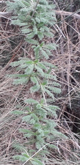 Acaena myriophylla