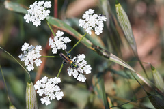 Oedemera nobilis