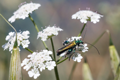 Oedemera nobilis