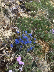 Castilleja hyperborea