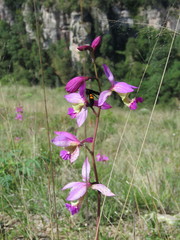 Bletia macristhmochila