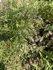 Galium concinnum