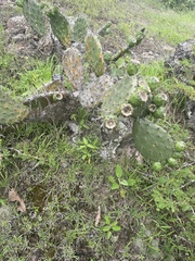 Opuntia decumbens