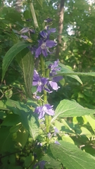 Campanulastrum americanum