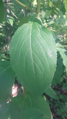 Campanulastrum americanum