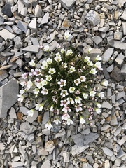 Castilleja hyperborea