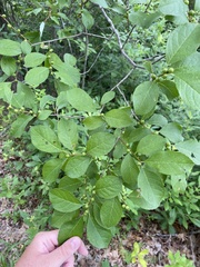 Ilex laevigata