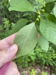 Ilex laevigata