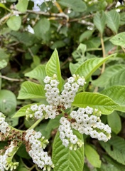 Tournefortia rufosericea