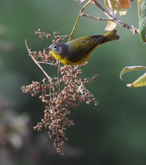 Leiothlypis ruficapilla