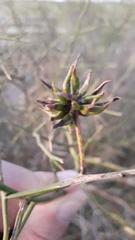 Prosopidastrum angusticarpum