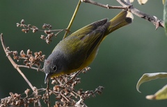 Leiothlypis ruficapilla