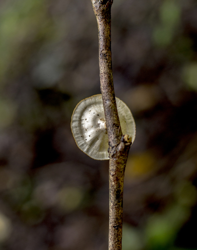 Microporus xanthopus image