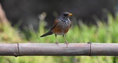 Turdus rufopalliatus