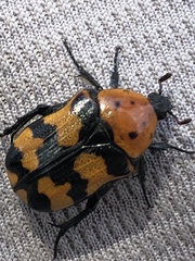 Euphoria fascifera
