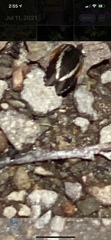 Limenitidini
