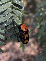 Euphoria fascifera