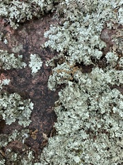 Xanthoparmelia stenophylla