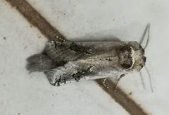 Parahypopta caestrum