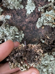 Xanthoparmelia stenophylla