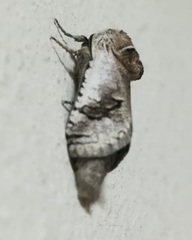 Parahypopta caestrum