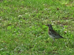 Turdus pilaris