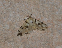 Conchylodes salamisalis
