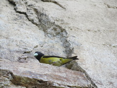 Coccothraustes abeillei