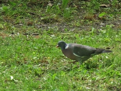 Columba palumbus