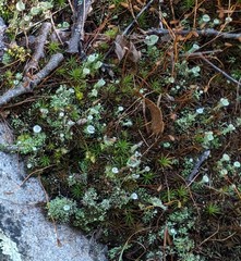 Cladonia asahinae
