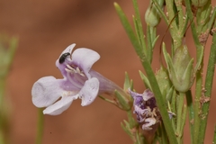 Penstemon laricifolius