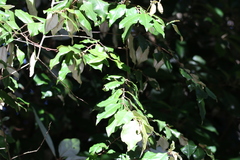Elaeagnus triflora