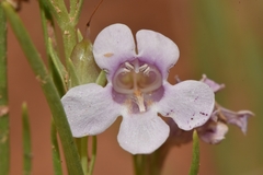 Penstemon laricifolius