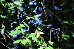 Elaeagnus triflora