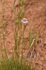 Penstemon laricifolius