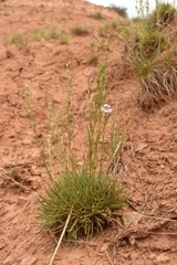 Penstemon laricifolius