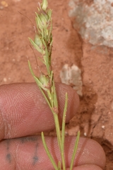 Penstemon laricifolius