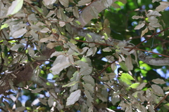 Elaeagnus triflora