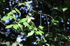 Elaeagnus triflora