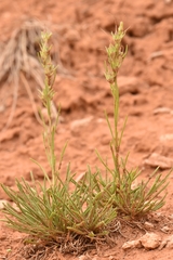 Penstemon laricifolius