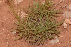 Penstemon laricifolius