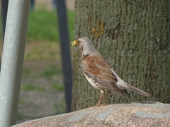 Turdus pilaris