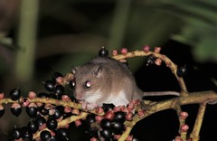 Hydromyini