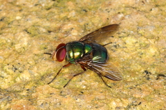 Chrysomyinae