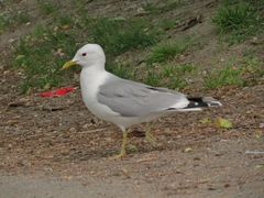Larus canus