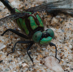 Ophiogomphus carolus