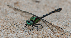 Ophiogomphus carolus