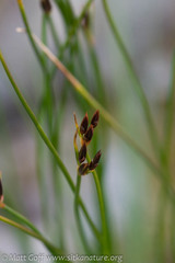 Juncus castaneus