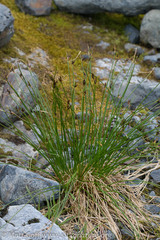 Juncus castaneus